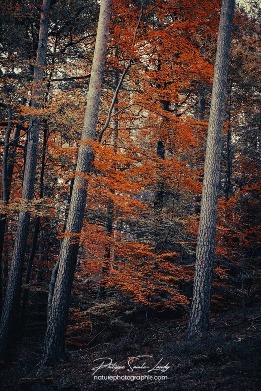 Sombre forêt