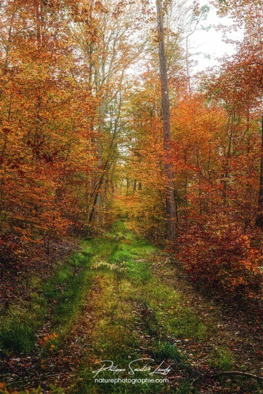 Chemin en automne