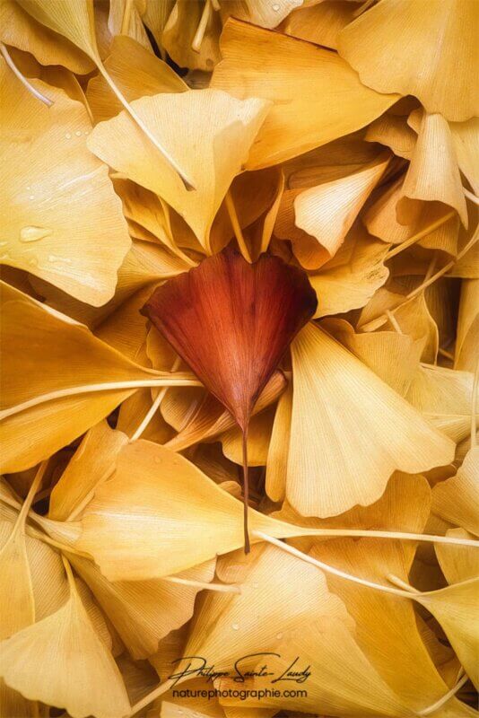 Des feuilles de ginkgo