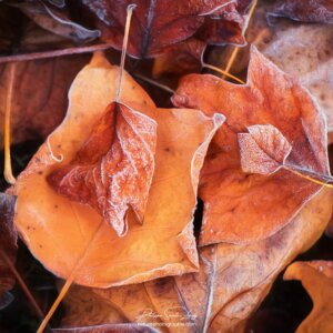 Small and Large Leaves Feuilles en automne