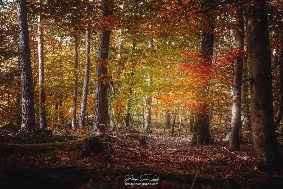 Intérieur d'une forêt