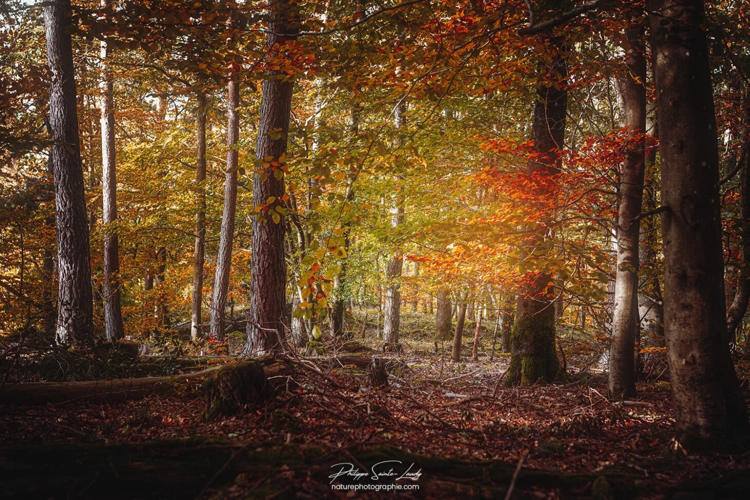 Intérieur d'une forêt