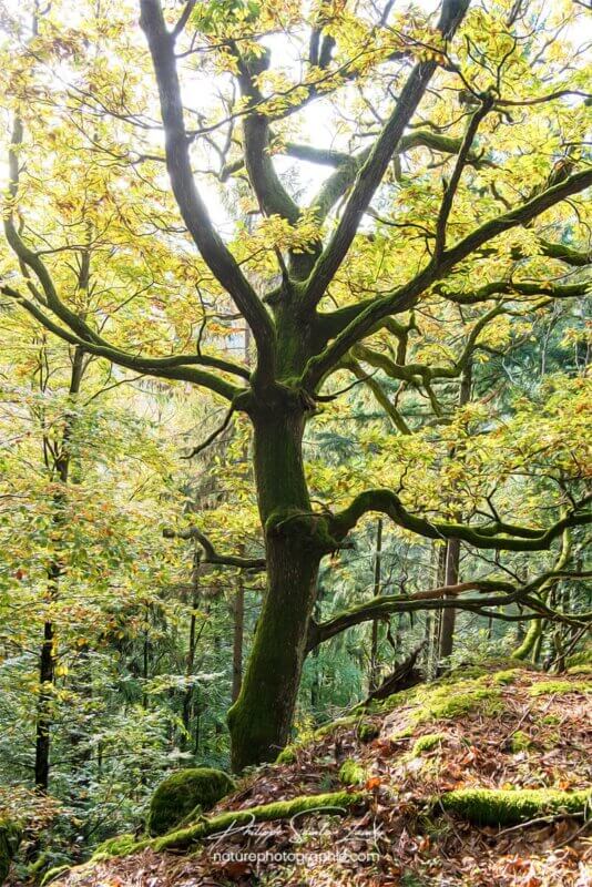 Un arbre élégant