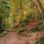 Forêt en Alsace - Heiligenberg