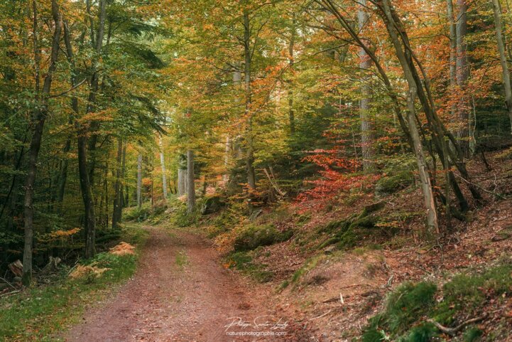 Forêt en Alsace - Heiligenberg