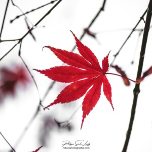 Dernière feuille d'érable avant l'hiver