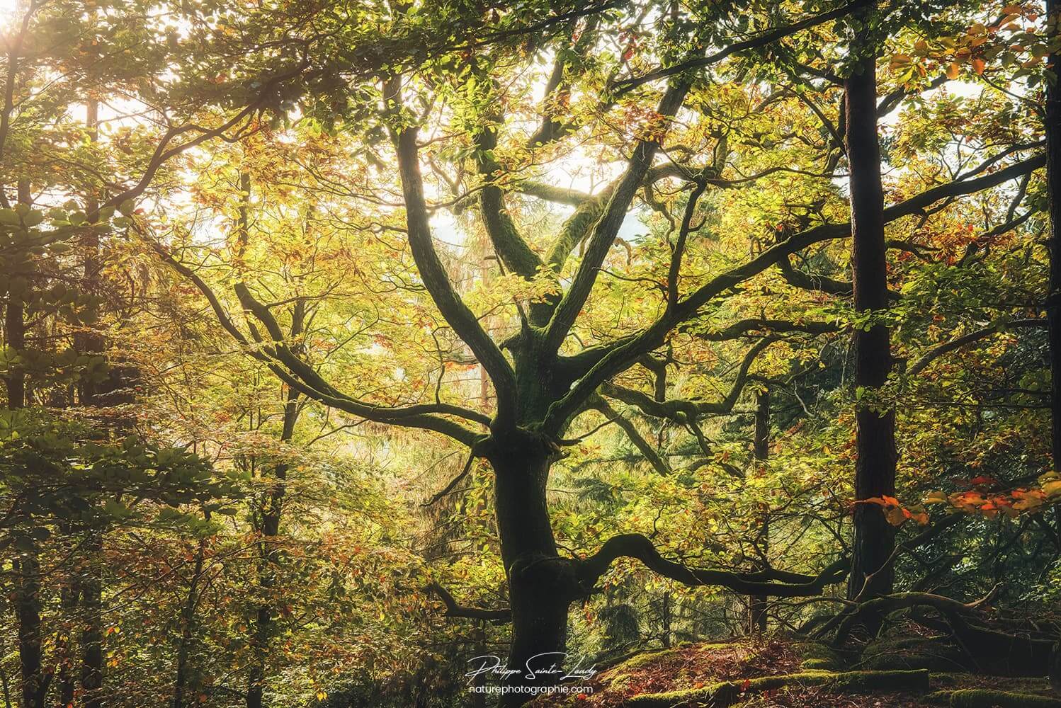 Vieux chêne dans une forêt en Alsace