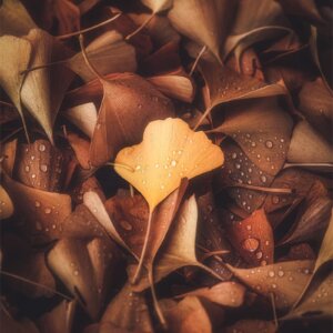 Traitement vintage sur feuilles de ginkgo