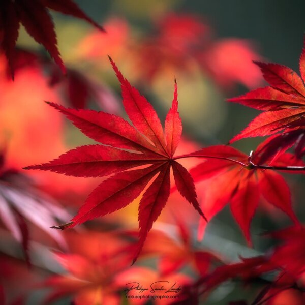 Transparent Red in Autumn Feuille d'érable transparente en automne
