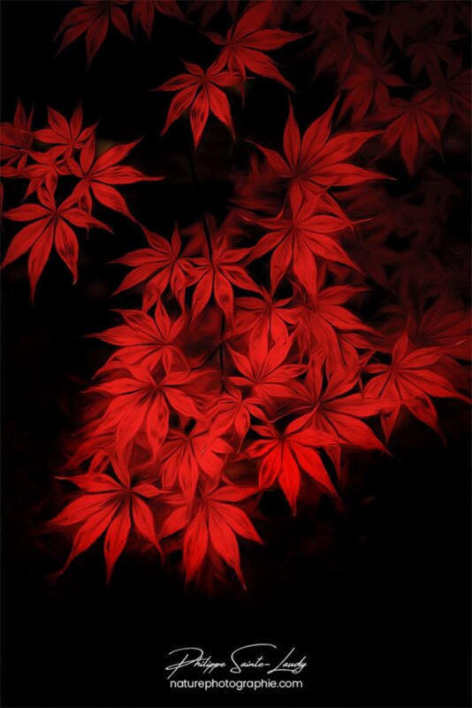 Photo de feuilles d'érable rouge