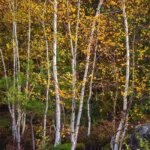 Des bouleaux en automne