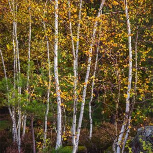 Des bouleaux en automne
