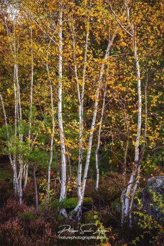 Des bouleaux en automne