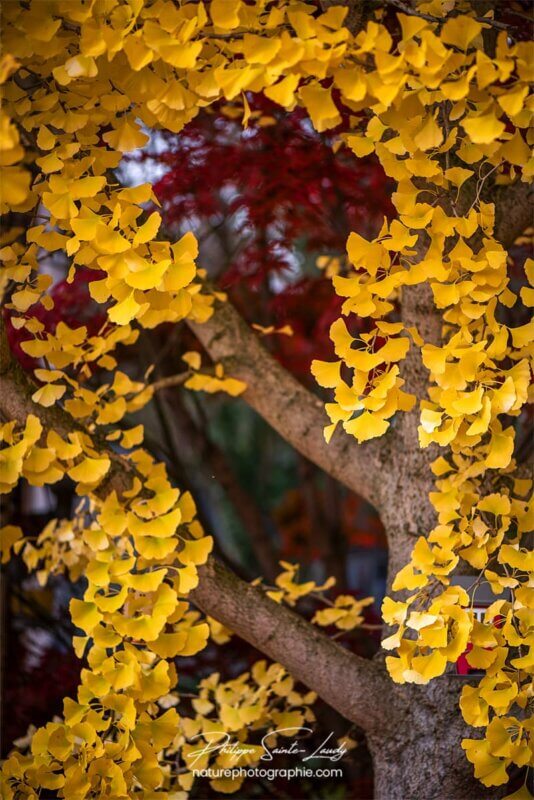 Gingko biloba