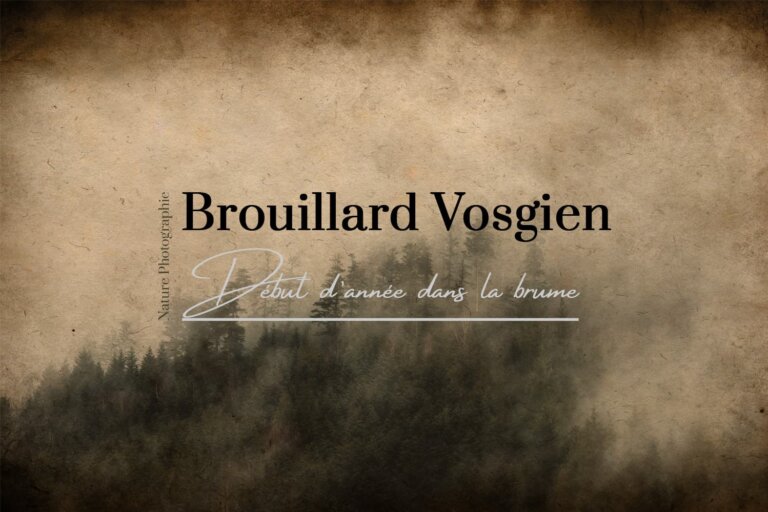 Brouillard Vosgien