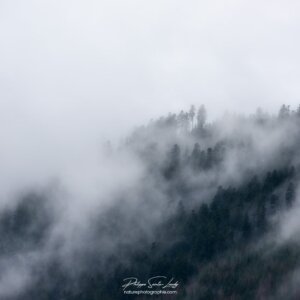 Firs in the Mist La brume s'étire au-dessus de la forêt