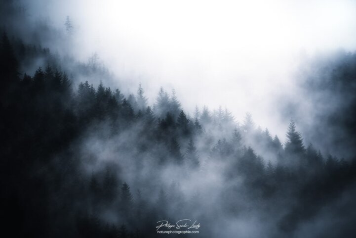 Brouillard dans les Vosges