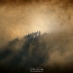 Forêt dans la brume - photo avec texture