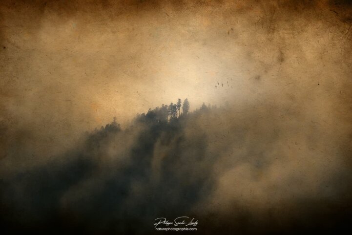 Forêt dans la brume - photo avec texture