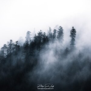 Mist Patch Matin brumeux sur la forêt