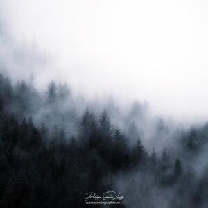 Misty Silhouettes Brouillard dans les sapins