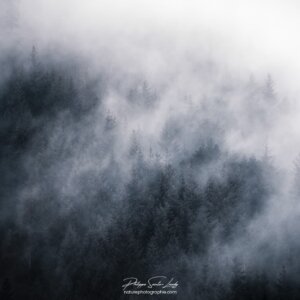 White Wind Sapins dans la brume