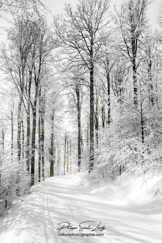 Forêt en hiver