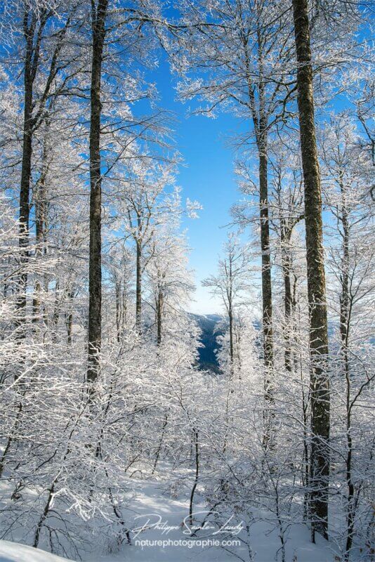 Des arbres blancs