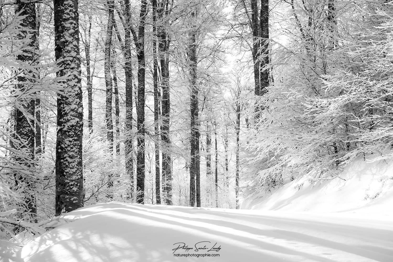 Photo noir et blanc d'une forêt sous la neige