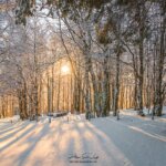 Soleil à travers une forêt