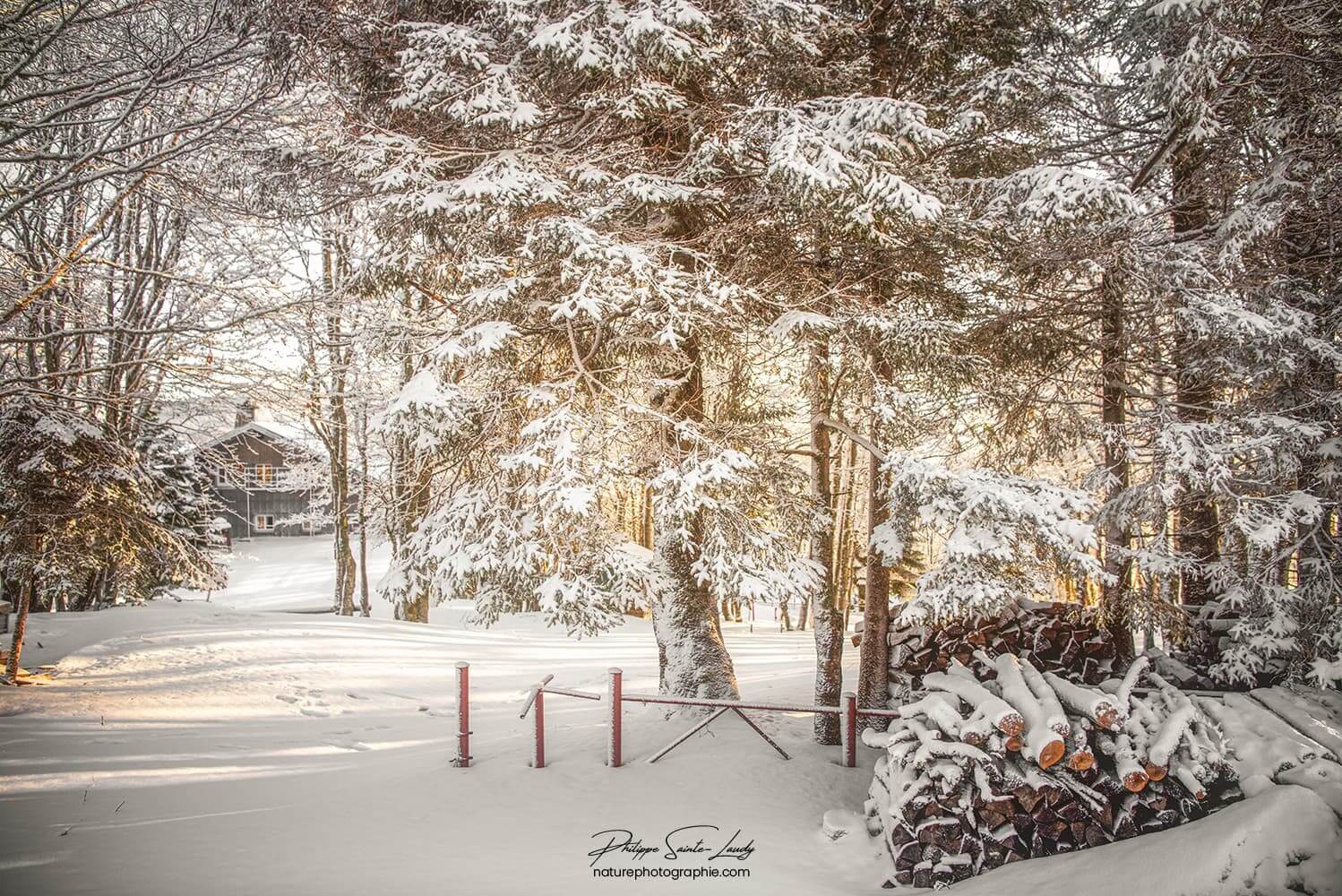 Forêt sous la neige