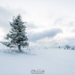 Sapin dans un paysage de neige