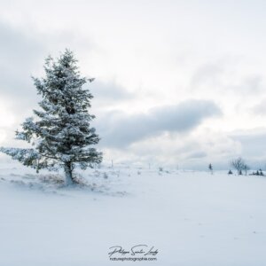 The White Solitaire Sapin dans un paysage de neige