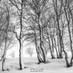 Arbres dans la neige