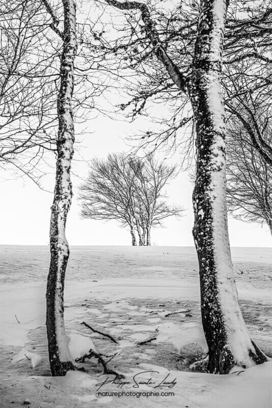 Des arbres en hiver