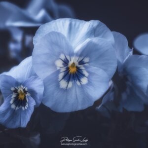 Blue Pansy Pensées au jardin