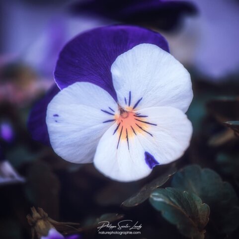 Portrait d'une pensée