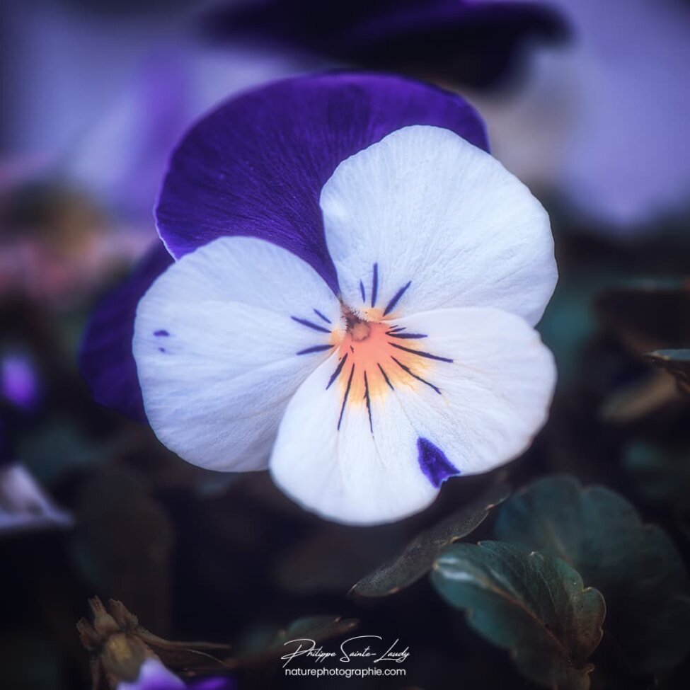 Portrait d'une pensée