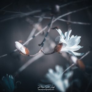 Dose of Forget Branche de magnolias