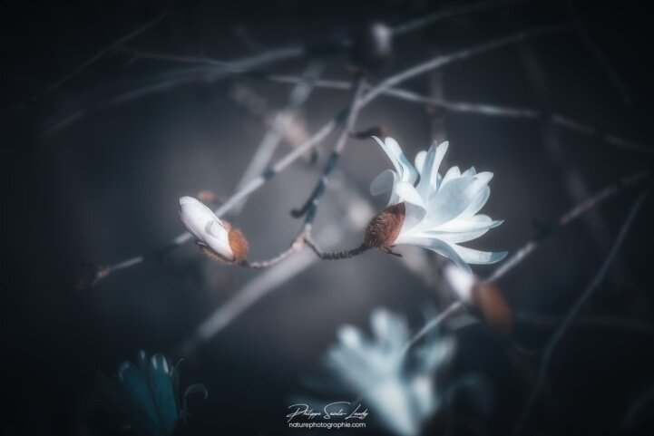 Branche de magnolias