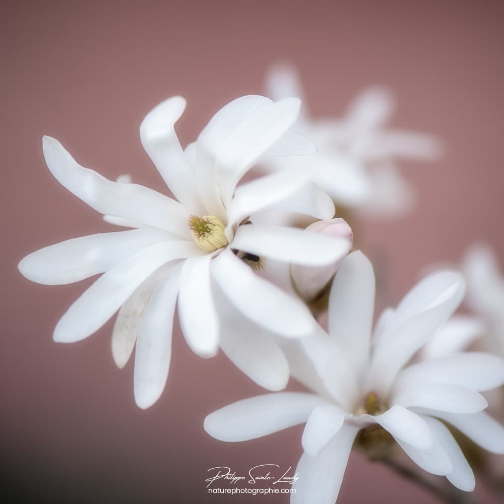 Magnolias blancs