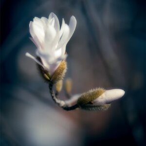 In This World Magnolia sur fond flou