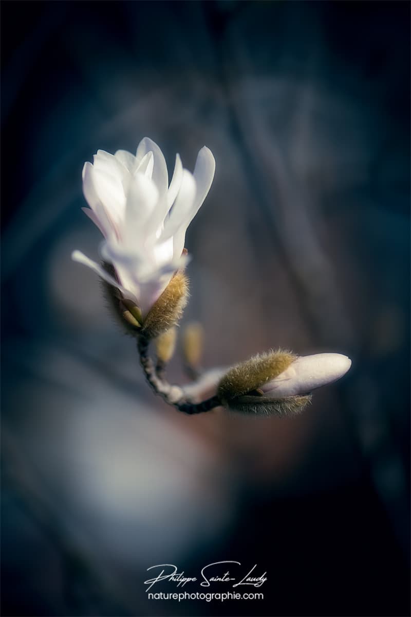Magnolia sur fond flou