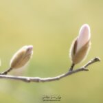 Bourgeons et fleur de magnolia
