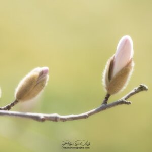 Now You Got It Bourgeons et fleur de magnolia