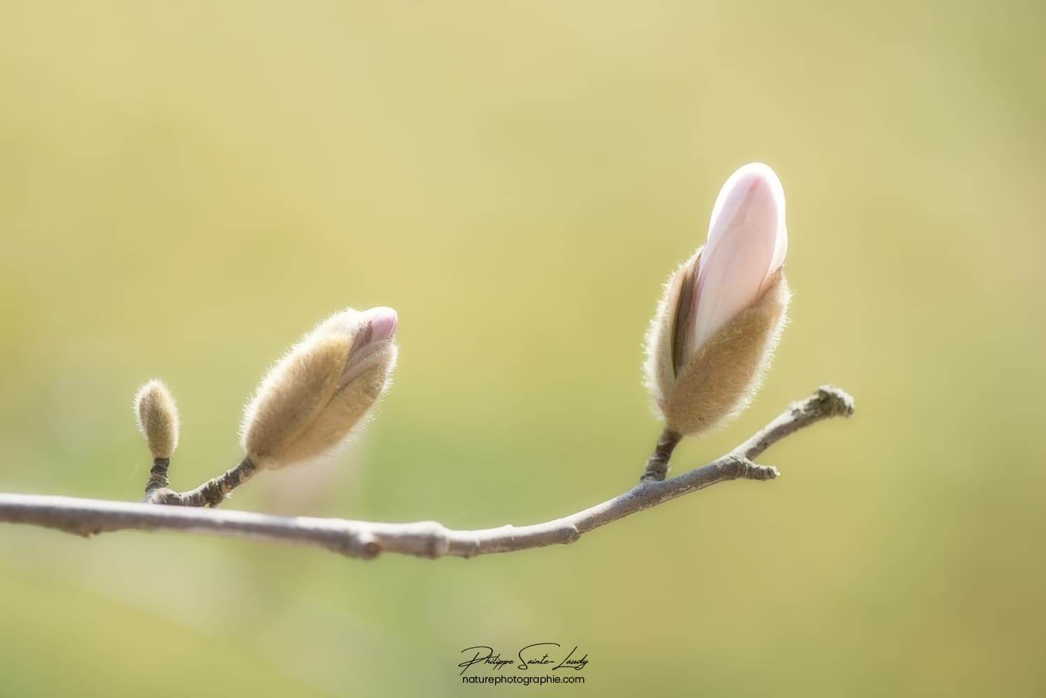 Bourgeons et fleur de magnolia