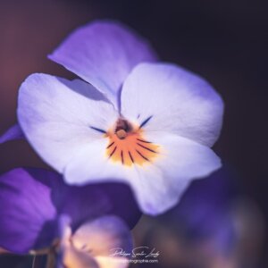 One More Day Pensée en gros plan