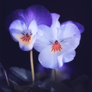 Pansy Pensées sur fond noir