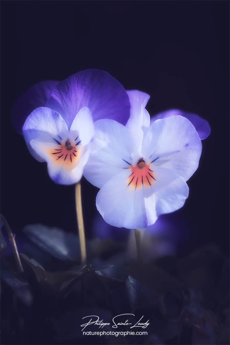 Pensées sur fond noir