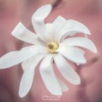 Gros magnolia